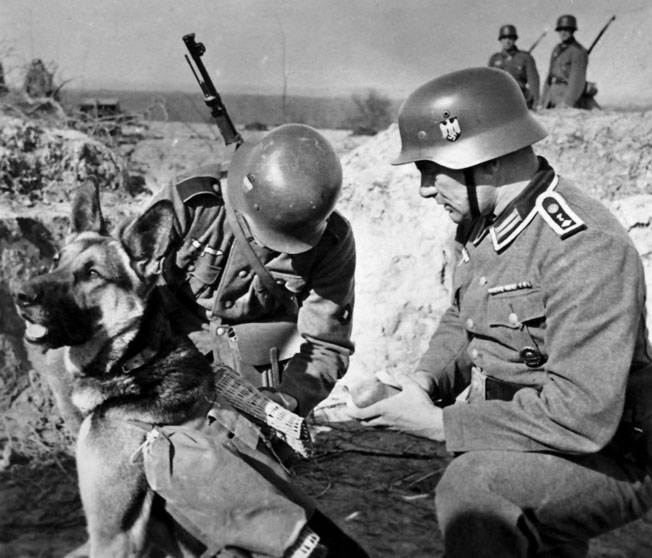 German soldiers place a pigeon in a wicker cage carried by the dog for transport to a new location. Both sides in the war effectively employed birds to deliver messages.