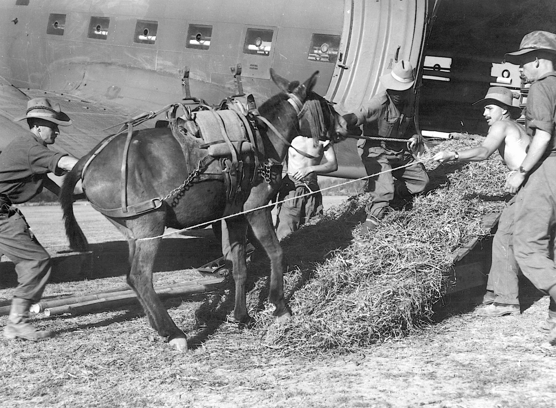 There was some doubt as to how the mules the Chindits depended on for mobility in the jungle would take to flying in aircraft and gliders. But they had no probems and seemed to enjoy the trip.