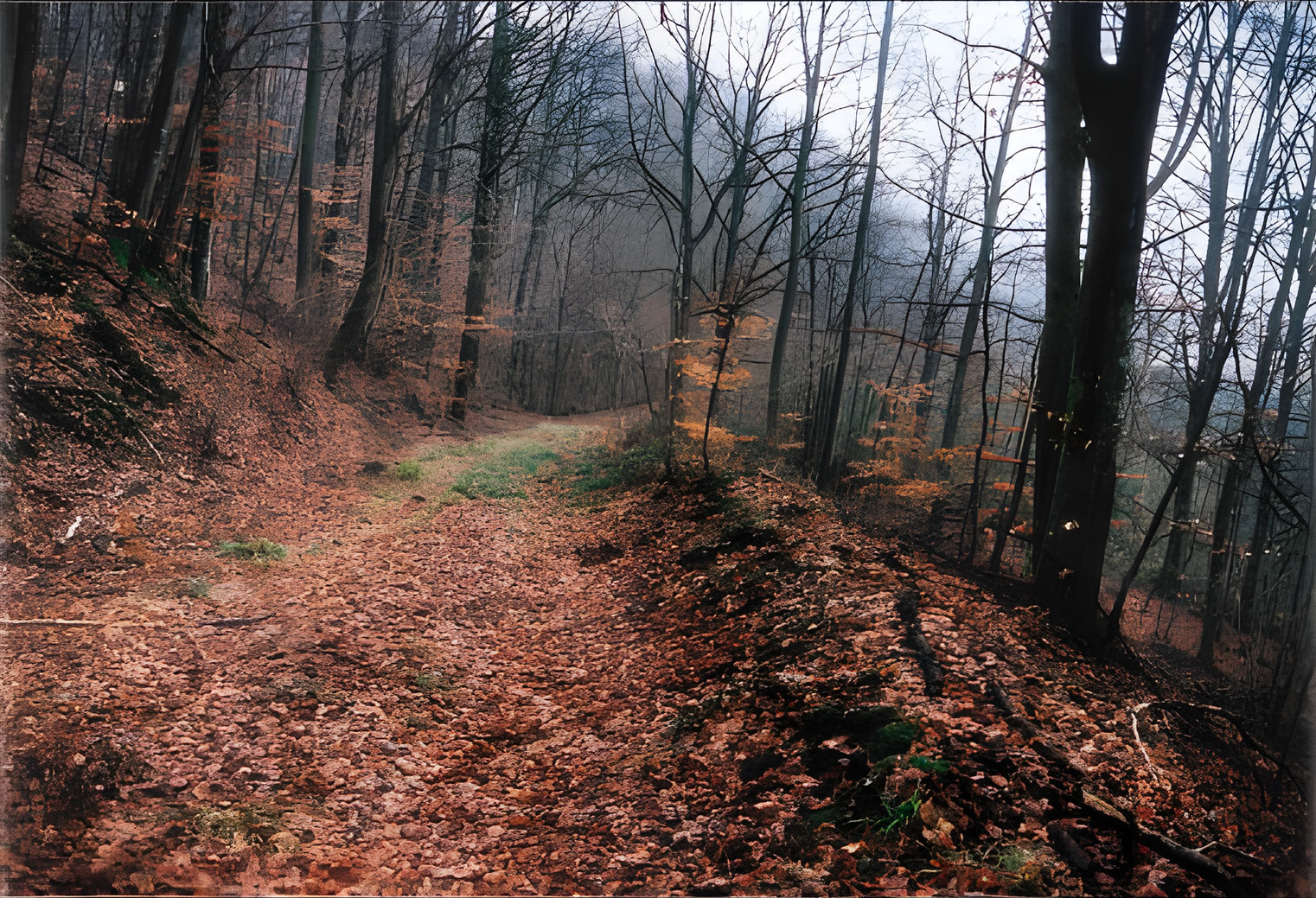 The road that the ranking German captive suggested York take back to his lines, with berm on right.  York’s ravine is farther to the right.