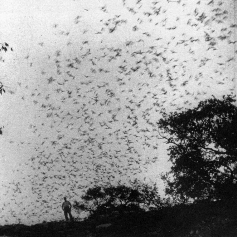 Bats swarm from Ney Cave, near Bandera, Texas.