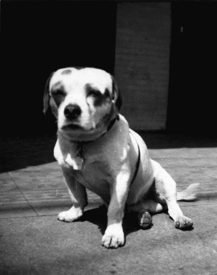 Soochow, the famous Marine mascot, is shown here out of uniform. The adventures of the small dog include incredible stories of escape and survival. (Author’s Collection)