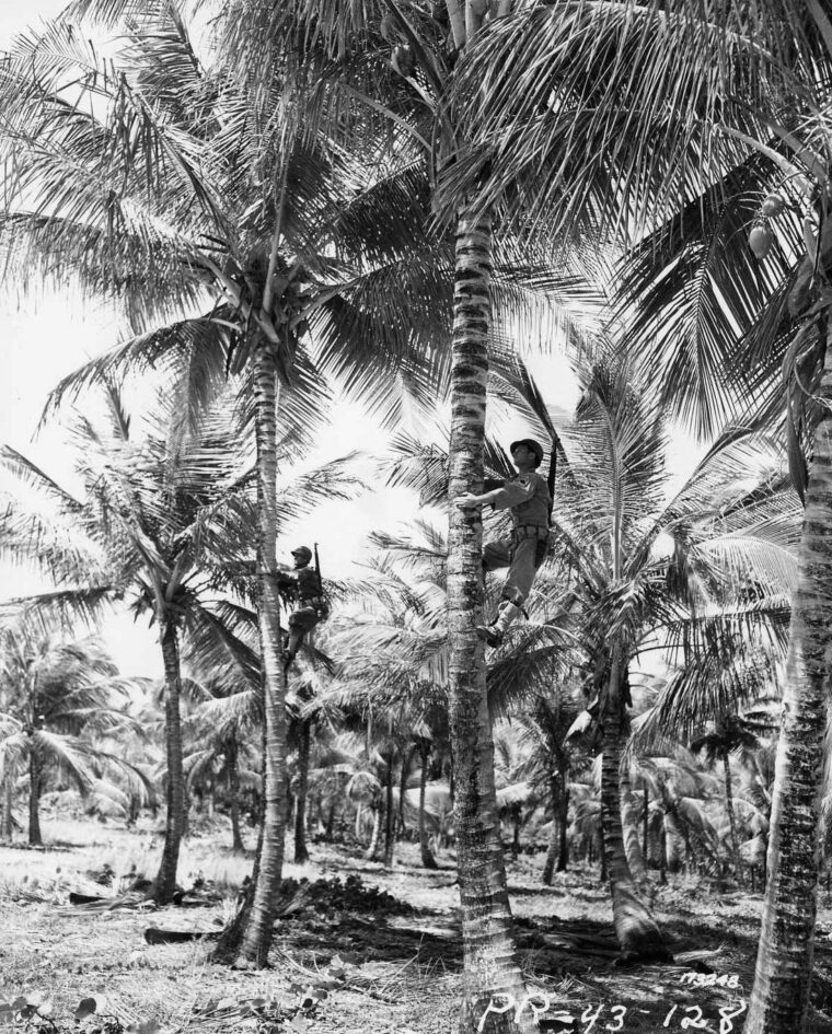 Two snipers of the U.S. Army’s 296th Infantry Regiment edge up tall palm trees with the aid of pole climbers during a training exercise in Puerto Rico in March 1943. Concealing themselves among the fronds of a palm tree was a favorite tactic of Japanese snipers. (National Archives)