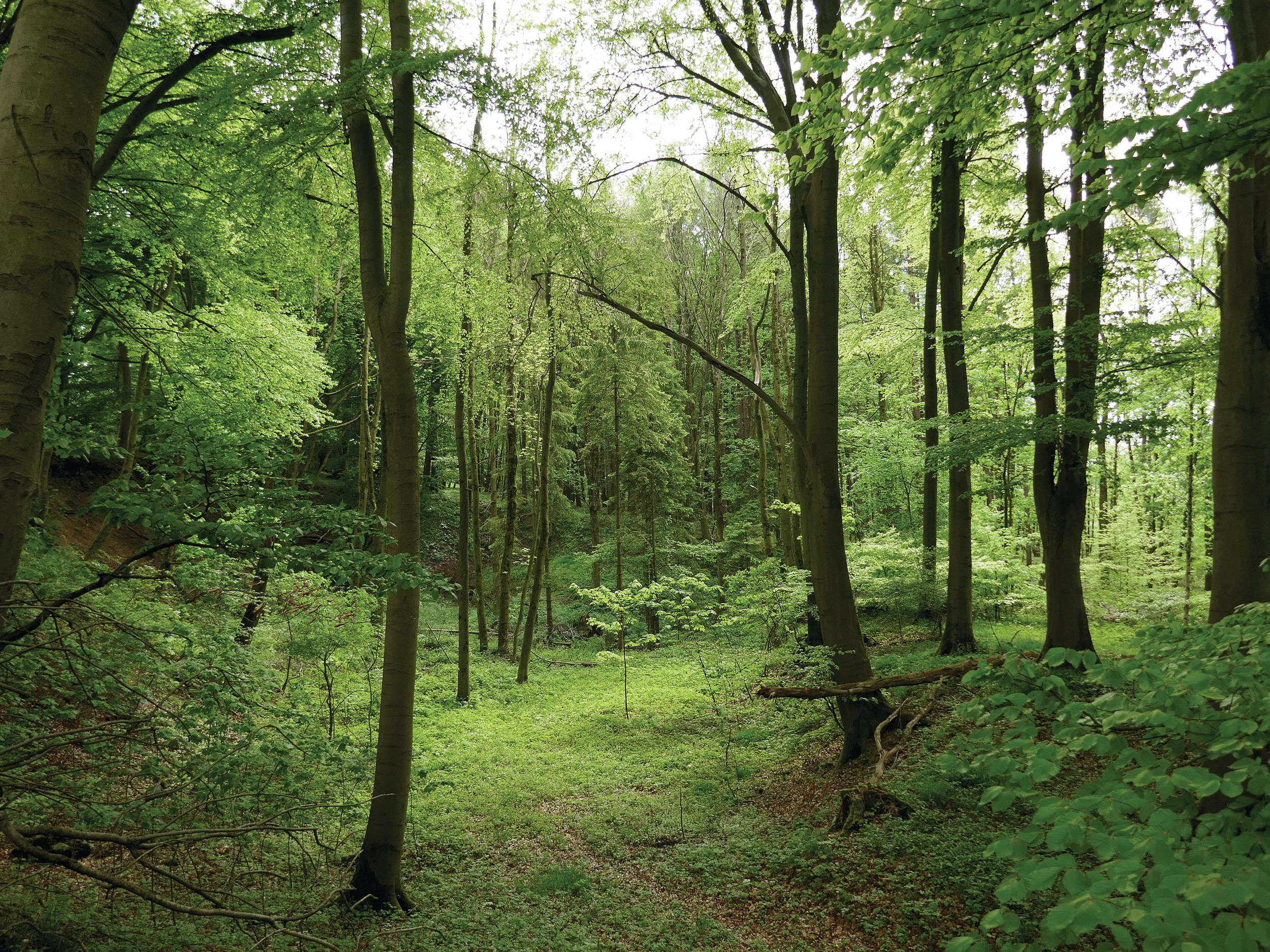 This modern photo of a hiking trail through the Teutoburg Forest in Germany shows why Arminius chose to lead the Romans here for an ambush. The Germans would have been hard to see and the close quarters wouldn’t allow the centurions to maintain their disciplined formations. 