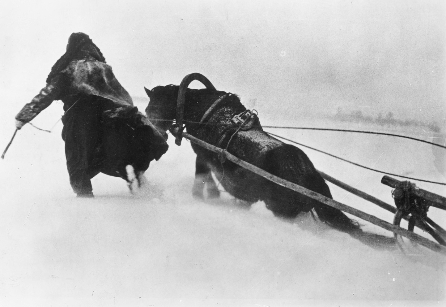 The hardship that horses bore in the service of the German invaders in the Soviet Union was cruel and heartless. The horses died by the thousands of heart attacks, starvation, and exposure to the elements. 