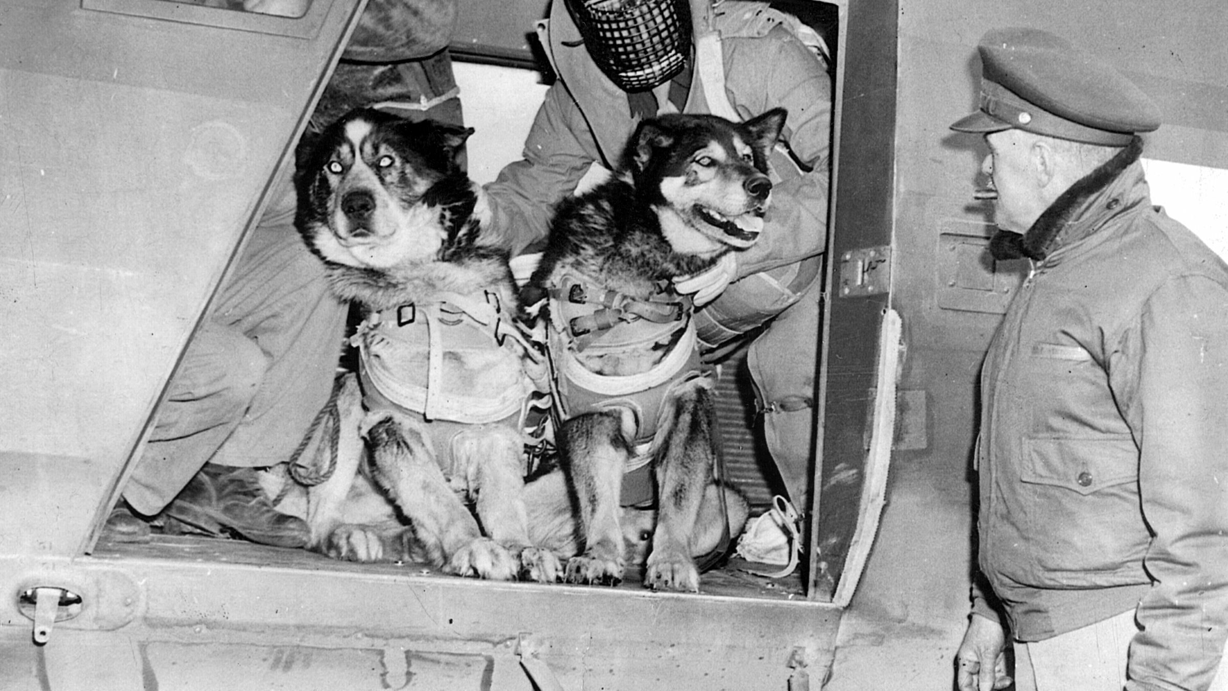Two 100-pound Siberian Huskies await takeoff from a Canadian airfield. A flight surgeon, with protective gear and mask, is responsible for getting them out of the plane.
