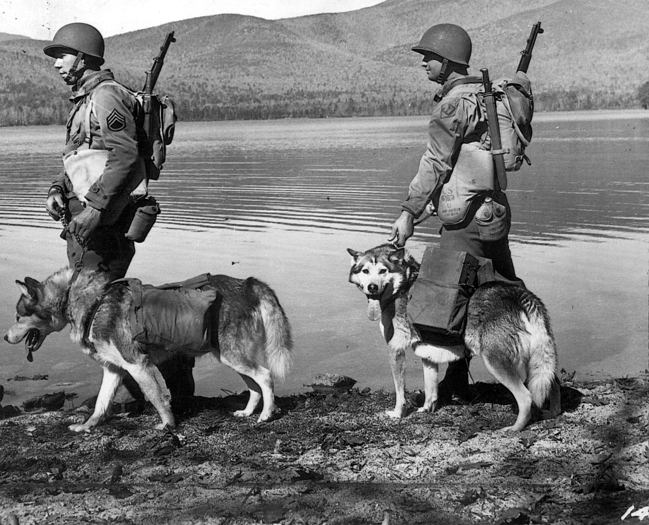 To toughen up the paratrooper dogs, Army trainers (these two are with the 26th Infantry Division) take them on a 75-mile hike. By the time they are done, the dogs are in fine fettle and ready to jump.