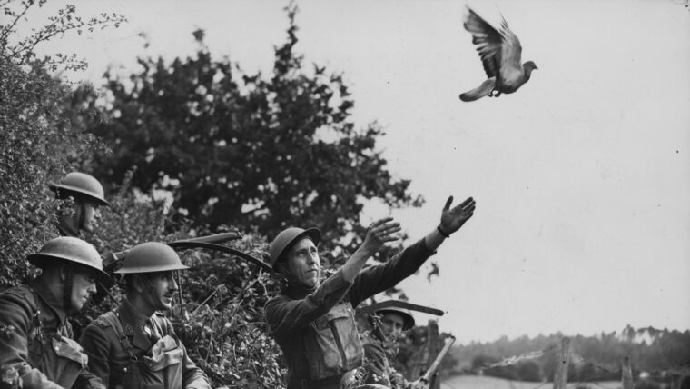 British soldiers release a pigeon with a message capsule attached to its leg, August 1940. Thought to be more secure than radio or telephone communications, the birds could deliver written messages quickly, but sometimes were captured or shot down by the enemy.