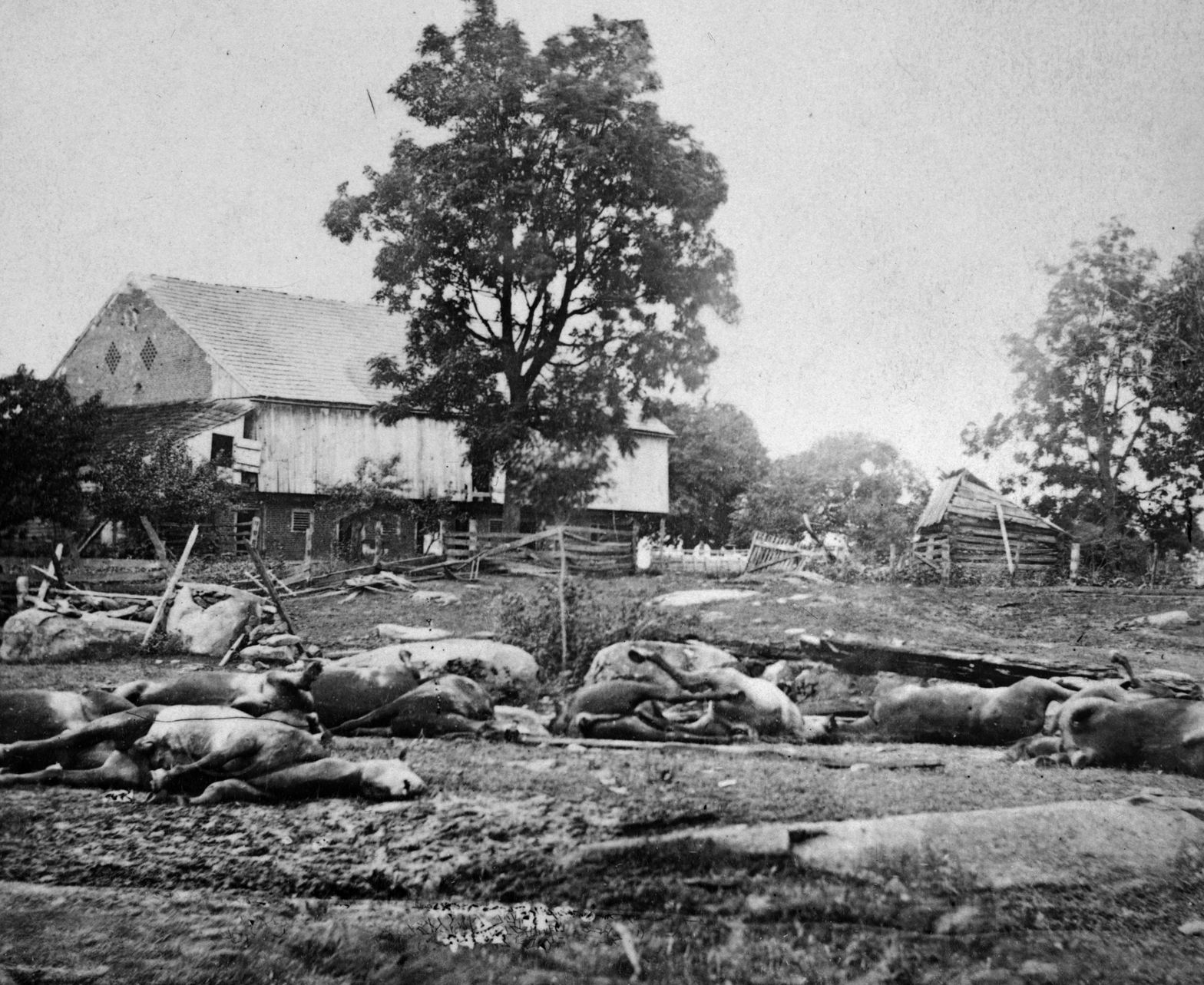 Photographer Timothy O’Sullivan recorded for posterity the horses killed by Bigelow’s battery on the Trostle Farm.