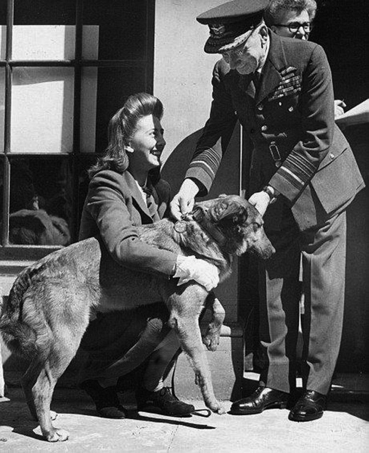 Bing the para-dog of the 13th Parachute Battalion receives a medal for his D-Day heroics.