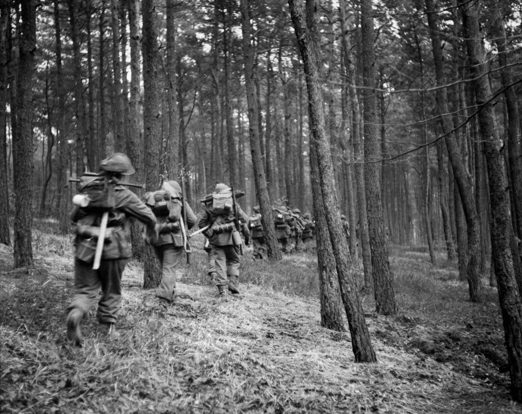 British soldiers advance through a stand of trees in the Reichswald on February 8. The dense forest and soggy terrain made the going rough for the foot soldiers.