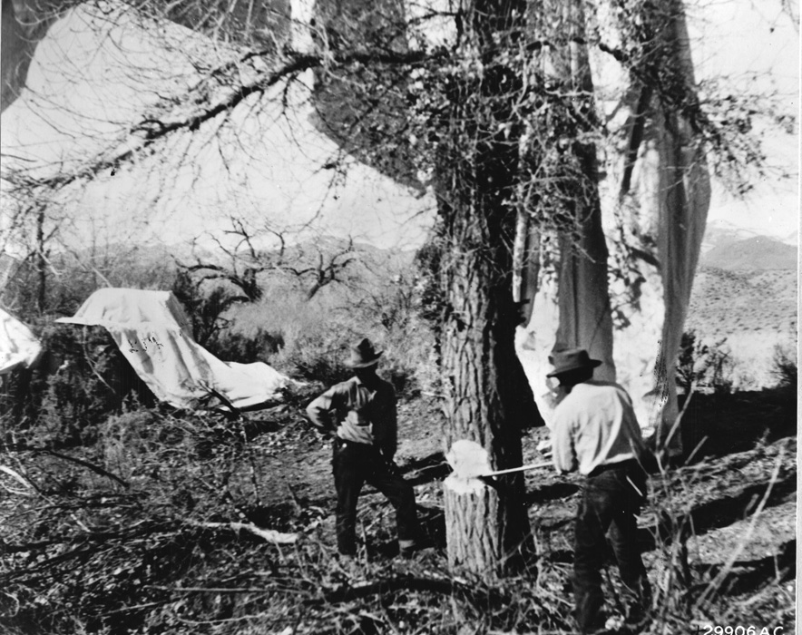 Workmen chop down a tree in a western forest in order to retrieve a Japanese balloon bomb. Most of the bombs failed to spark major forest fires or generate widespread panic among the West Coast population, although some civilians were tragically killed. 