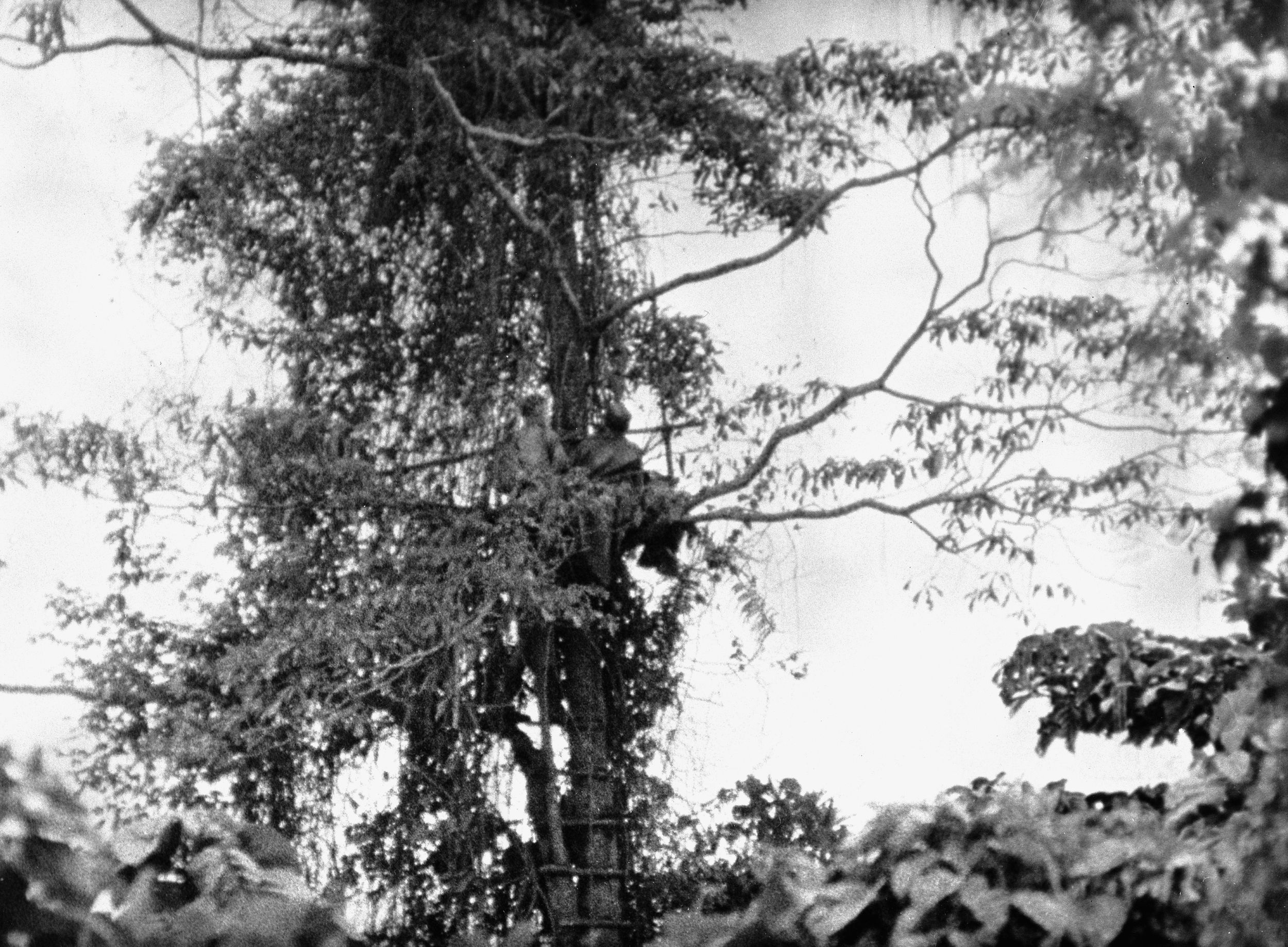 Perched in a camouflaged treetop position above Nuk Nuk in August 1942, two men of the NGVR scan the horizon for Japanese forces on the move.