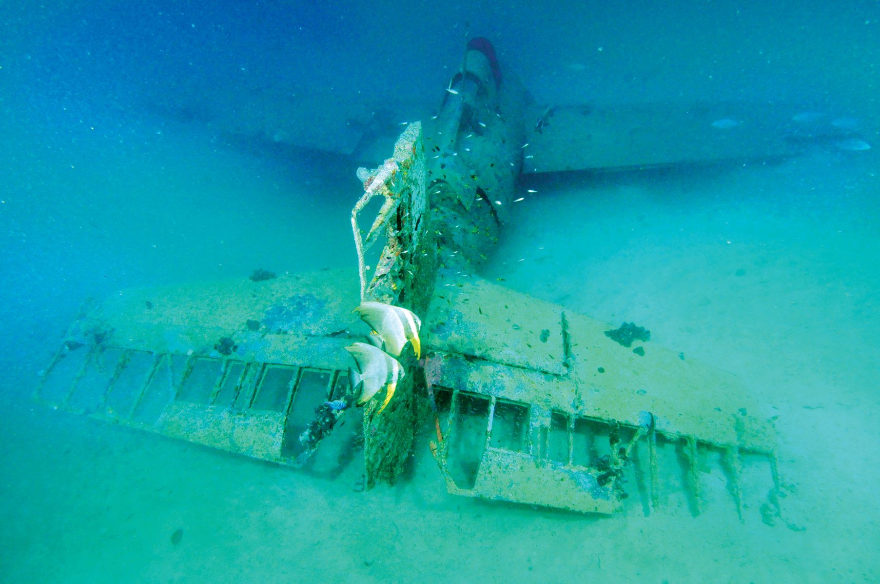 A pair of spadefish glide past the exposed empennage of the Gavutu Wildcat. 