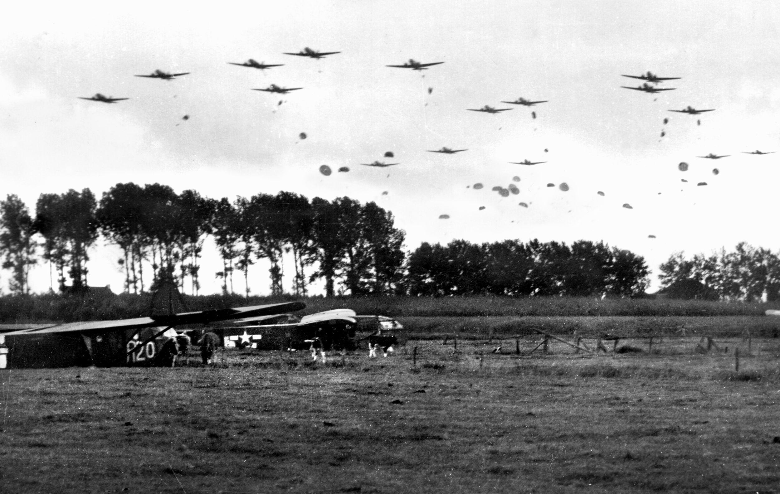 American paratroopers come to earth as Douglas C-47 transport aircraft drone in the skies above. Cows are grazing peacefully in this photo, undisturbed by the early events of Operation Market-Garden.