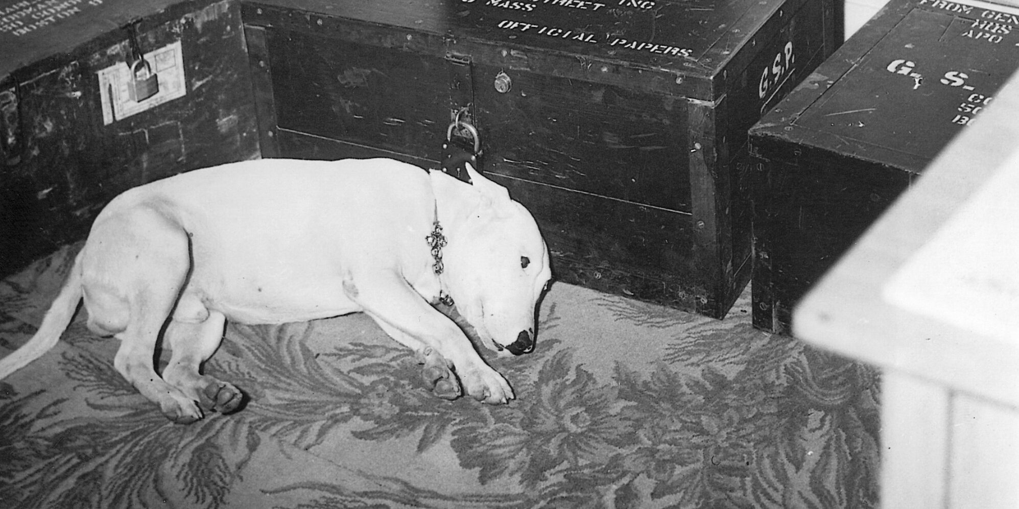 George S. Patton’s bull terrier Wille waits quietly for his late master to return.