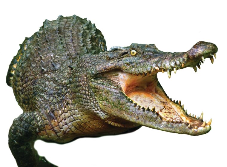 Accounts of crocodile predation during the month-long battle for Burma’s Ramree Island in 1945 have persisted for years. Historians today are not so sure.