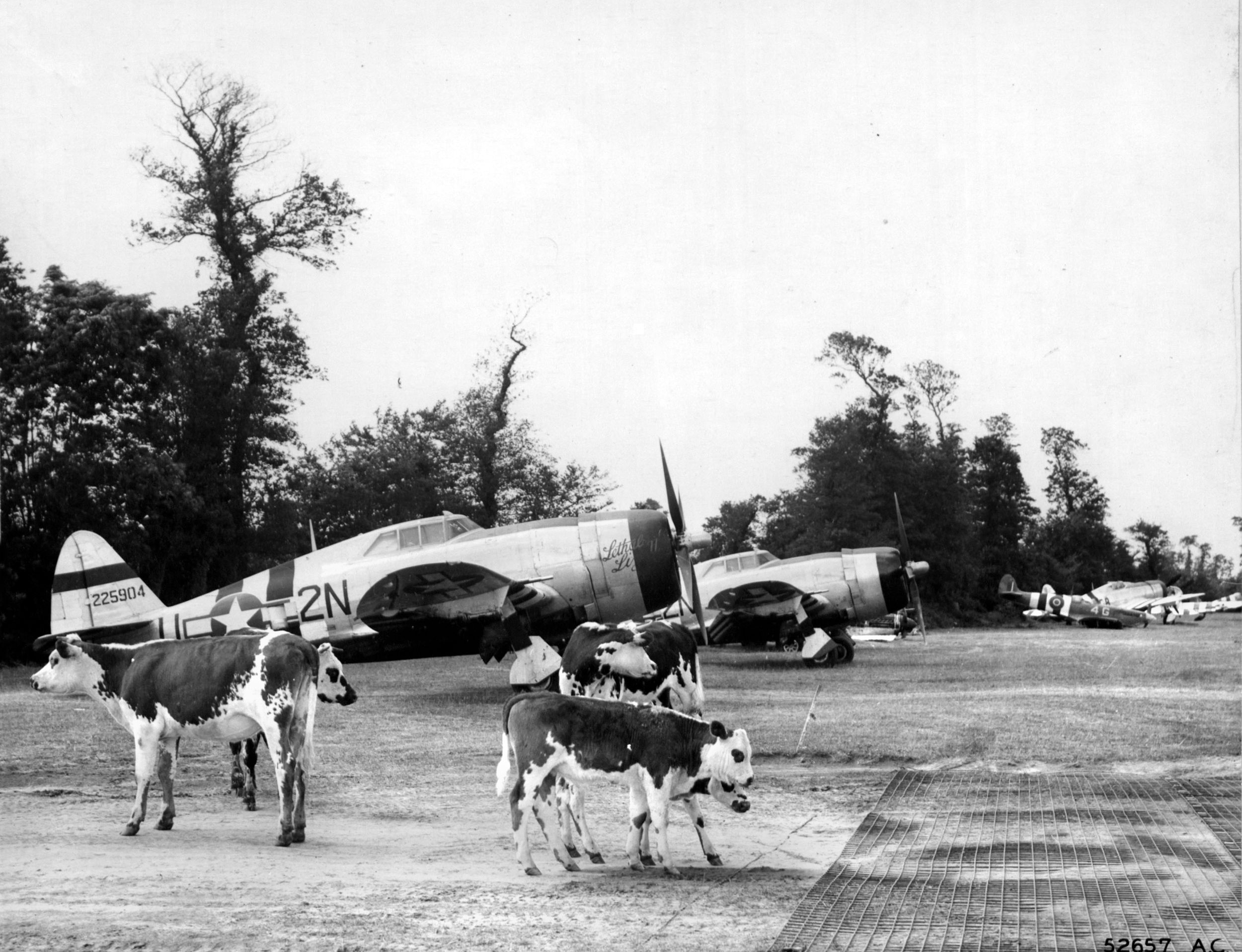 In a bizarre scene from the summer of 1944, dairy cows casually wander around newly arrived 8-ton Republic P-47 Thunderbolts at a temporary Advanced Landing Ground (ALG) in France, shortly after D-Day. U.S. Army Aviation Engineer Battalions routinely cleared orchards, filled craters, and bulldozed pastures to build these dirt and steel-mesh runways in a matter of days.