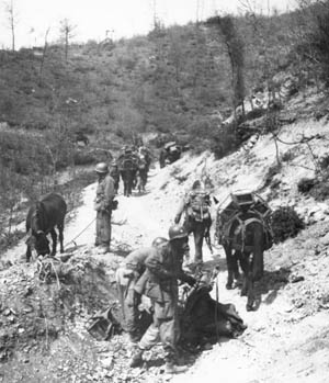 Mountaineers with their pack mules ascend a steep path in Italy’s northern Apennine Mountains, April 1945. 