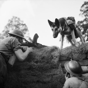 Mark, a German shepherd, delivers ammo to an English Bren gun team of the Eastern command on August 20, 1941.