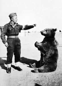 Syrian bear Wojtek, the famous mascot of the Polish 22nd Artillery Support Company, gets a snack.