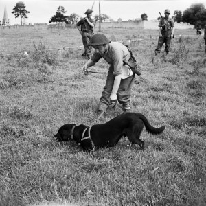 Bobs, a Laborador serving with the No. 1 Dog Platoon of the British Royal Engineers, locates a buried mine in France in July 1944.