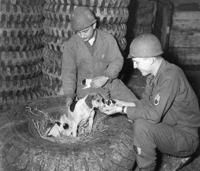 A tire shortage begrudgingly coaxed the mascot of the 766th Light Main, 56th Division, out of her temporary quarters where she just had a litter of pups. To the left and right are Cpl. Joseph Gabriel and Sgt. Troy Greene, respectively, inspecting the unit's newcomers. 