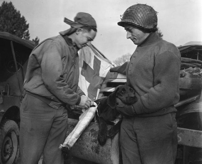 In serving with the Allies, military mascot "Lucky" proved to be anything but. After sustaining a fractured leg in Belgium, Corporal Jerry Byars fixes him up with a splint. Byars, a former veterinarian, is seen here serving with a cavalry reconnaissance squadron of the VII Corps. Looking on is Sgt. Fred Lederman of Newark, New Jersey. 