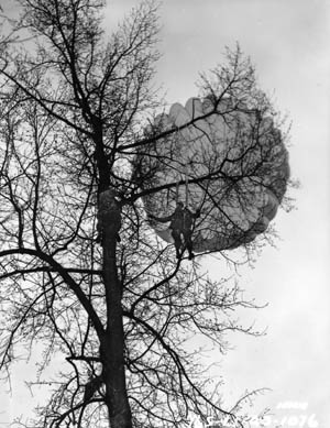 A WW2 paratrooper climbs a tree to help cut a lucky buddy out of his parachute. Other paratroopers were not so lucky and were killed or captured by the enemy while hanging helpless.