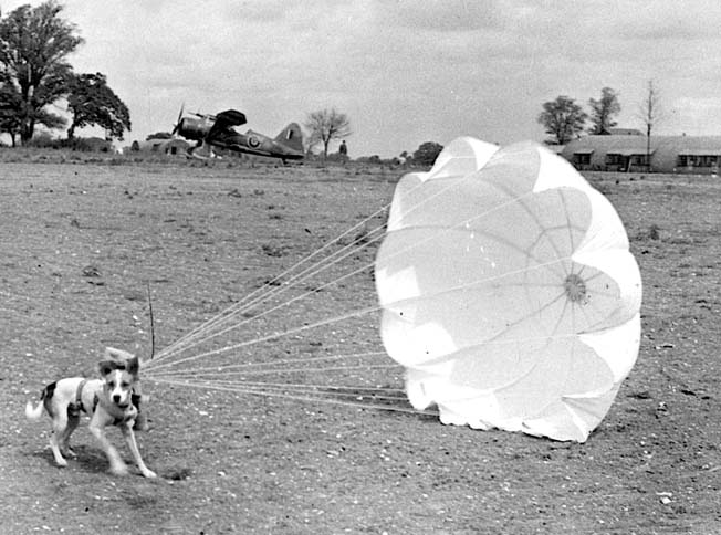 Fido earns his wings! Having landed on all fours, this dog is resisting the pull of its parachute. In the background is a British Lysander biplane with Canadian markings. The two dogs waft to the ground with their supplies. To toughen up the paratrooper dogs, Army trainers (these two are with the 26th Infantry Division) take them on a 75-mile hike. By the time they are done, the dogs are in fine fettle and ready to jump.