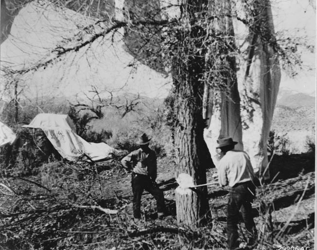 Men chop down a tree to retrieve a Japanese incendiary bomb. Most of these balloon bombs, released from Japan, landed harmlessly and failed to create the hoped-for results.