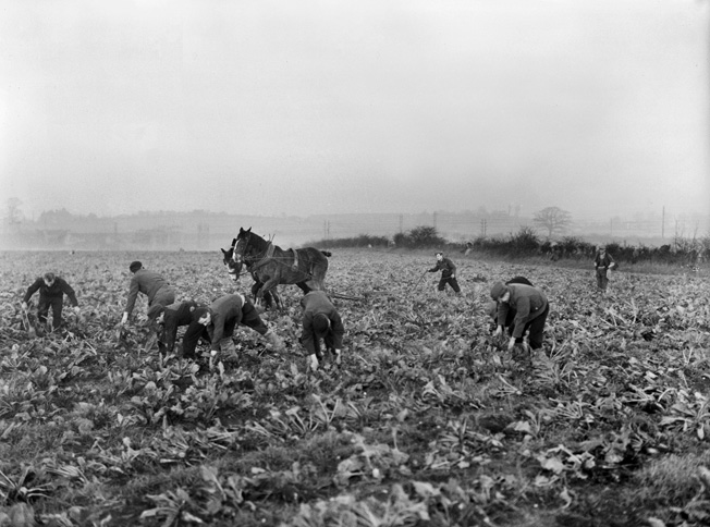 German POWs pick crops on a British farm near their camp, late 1945, months after the war ended. Many German and Italian prisoners transported to the United States also performed such work, for which they were paid. Some, like Engler, chose to remain in, or return to, the country where they had been imprisoned.