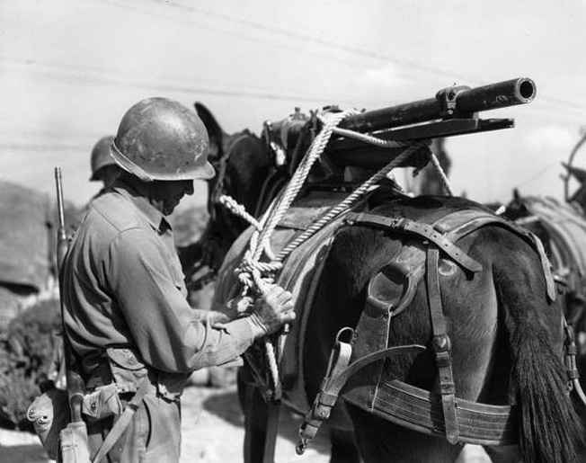 Soldiers adjust the straps that secure a machine gun to the back of a mule for transport. 