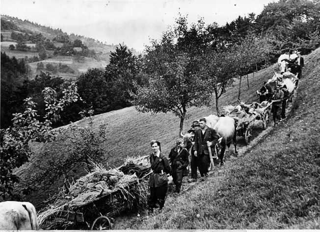 Wounded Yugoslav partisands are transported by ox carts from a field hospital to a safe haven in the country's rugged mountains.
