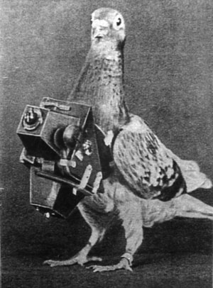 A feathered drone? This pigeon was trained to fly over enemy lines with an aerial reconnaissance camera to snap images before returning home with the intelligence.